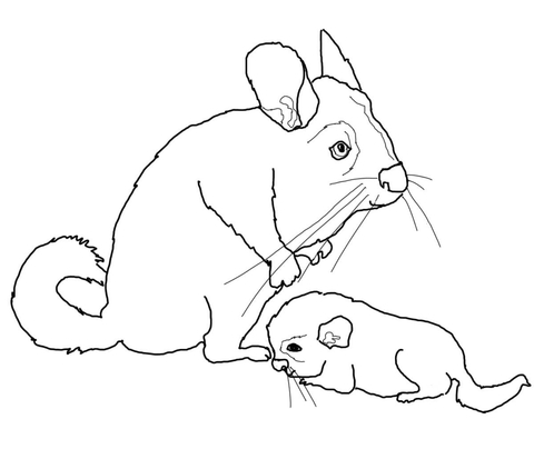 Mother And Baby Chinchilla Coloring Page